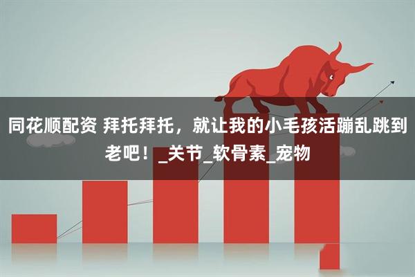 同花顺配资 拜托拜托，就让我的小毛孩活蹦乱跳到老吧！_关节_软骨素_宠物